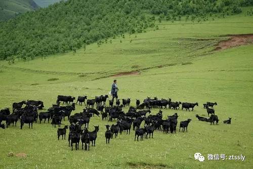 约吗?赏蜀风滇韵品黑山羊美食会东县首届黑山羊美食节即将隆重开启插图4 约吗?赏蜀风滇韵品黑山羊美食会东县首届黑山羊美食节即将隆重开启插图4
