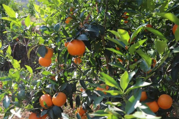 川滇明珠网，金果果盛装插图1