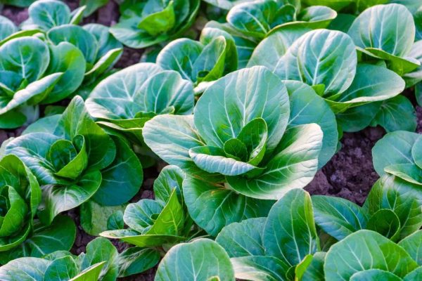 川滇明珠|会东寻幽探胜浓霜如雪插图2 川滇明珠|会东寻幽探胜浓霜如雪插图2