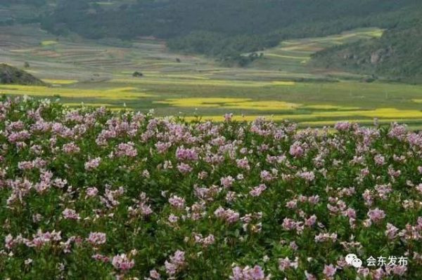 川滇明珠|故乡的洋芋花（会东故事）-会东网