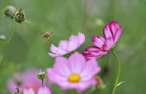 川滇明珠|会东的春天太美了-会东网