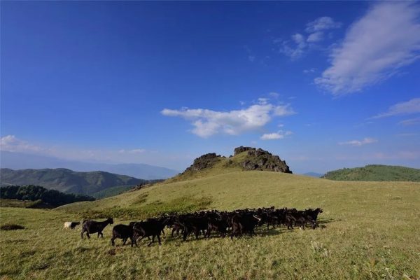 会东羊肉汤锅:不可错过的舌尖美味插图2 会东羊肉汤锅:不可错过的舌尖美味插图2