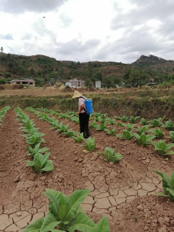 川滇明珠“四叶草”姓烟 去年带动农民增收10亿元插图1 川滇明珠“四叶草”姓烟 去年带动农民增收10亿元插图1
