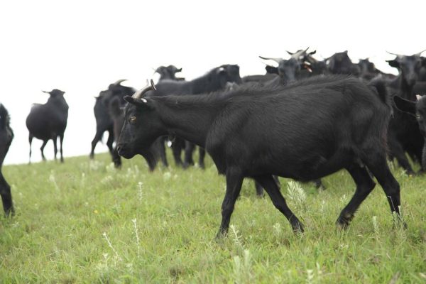 川滇明珠美食黑山羊肉插图3 川滇明珠美食黑山羊肉插图3