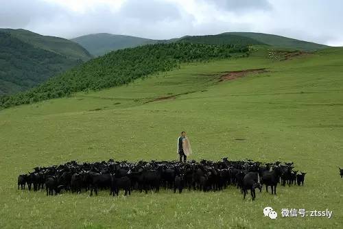 约吗?赏蜀风滇韵品黑山羊美食会东县首届黑山羊美食节即将隆重开启-会东网