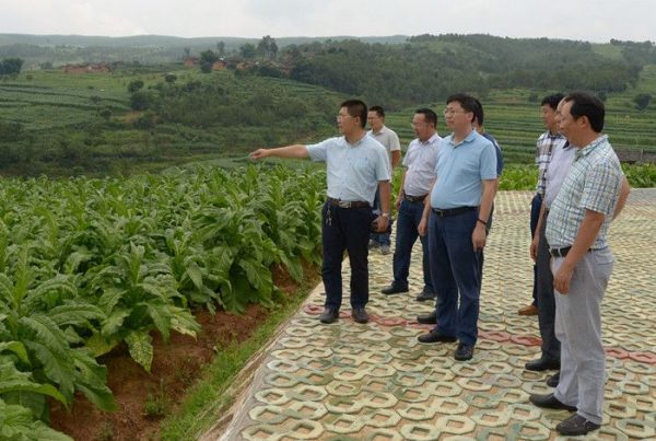 川滇明珠会东网:环江红到铁柳镇调研-会东网