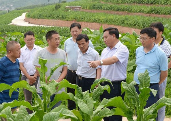 川滇明珠会东：龙伟到会东调研烤烟生产-会东网