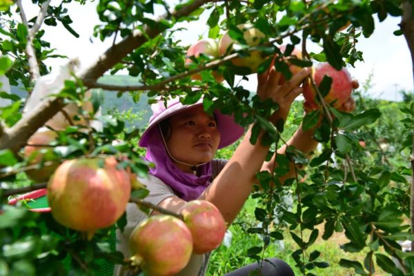 川滇明珠官网|会东这座川滇小城在苏醒!-会东网