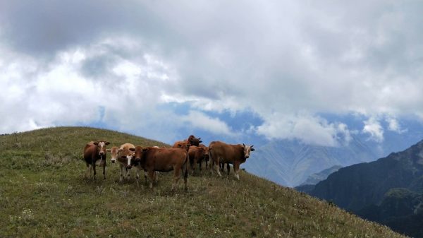 会东最出名的三个景点是哪三个?带你探秘川南秘境插图1 会东最出名的三个景点是哪三个?带你探秘川南秘境插图1