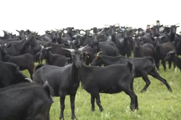 川滇明珠会东县首届黑山羊美食节-会东网