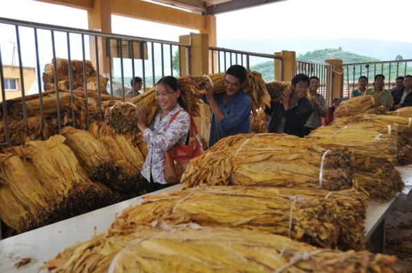 川滇明珠,金边银角插图3 川滇明珠,金边银角插图3