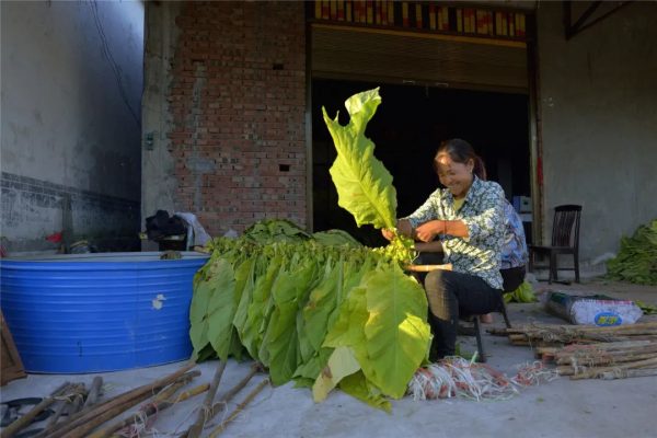 川滇明珠,金边银角插图4 川滇明珠,金边银角插图4