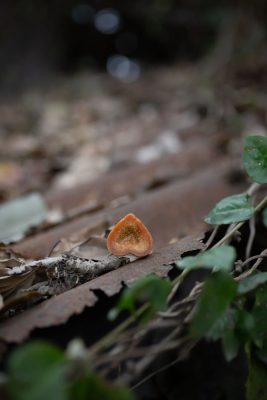 川滇明珠,会东特色农产品有哪些插图13 川滇明珠,会东特色农产品有哪些插图13