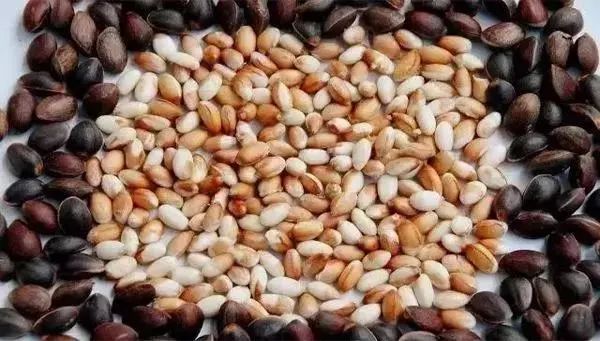 会东网新闻资讯:康养会东插图31 会东网新闻资讯:康养会东插图31