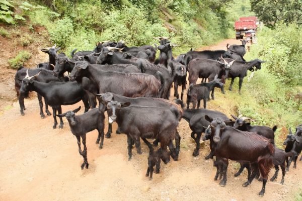 会东黑山羊,川滇明珠等你来插图 会东黑山羊,川滇明珠等你来插图