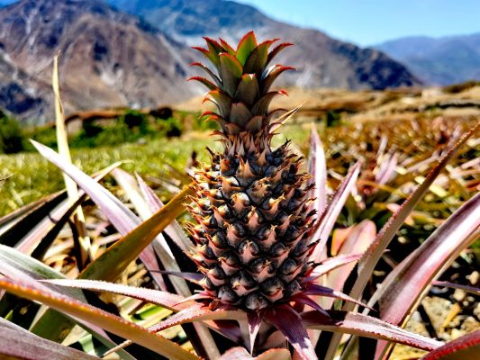 川滇明珠,会东第一家凤梨(试验)基地插图1 川滇明珠,会东第一家凤梨(试验)基地插图1