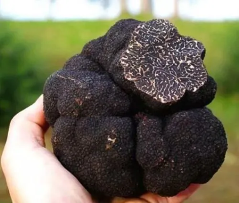 会东松露与鱼子酱、鹅肝并列“世界三大珍肴插图 会东松露与鱼子酱、鹅肝并列“世界三大珍肴插图