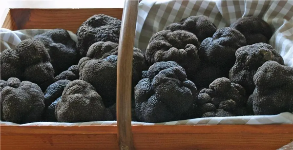 会东松露与鱼子酱、鹅肝并列“世界三大珍肴插图1 会东松露与鱼子酱、鹅肝并列“世界三大珍肴插图1