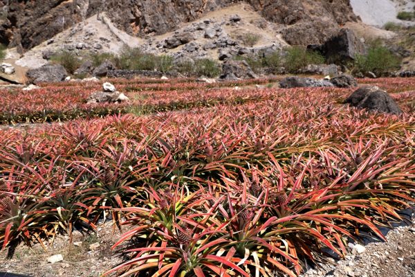 川滇明珠,会东第一家凤梨(试验)基地插图2 川滇明珠,会东第一家凤梨(试验)基地插图2
