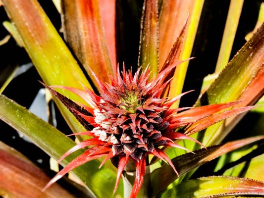 川滇明珠,会东第一家凤梨(试验)基地插图3 川滇明珠,会东第一家凤梨(试验)基地插图3