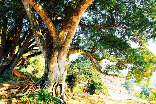 川滇明珠|云南山歌会东调子伴奏插图12 川滇明珠|云南山歌会东调子伴奏插图12