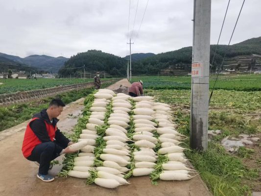 会东县新闻:5月的会东县堵格村绿意盎然插图1 会东县新闻:5月的会东县堵格村绿意盎然插图1