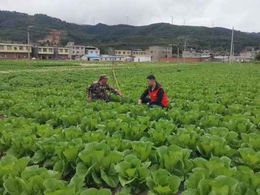 会东县新闻:5月的会东县堵格村绿意盎然插图 会东县新闻:5月的会东县堵格村绿意盎然插图
