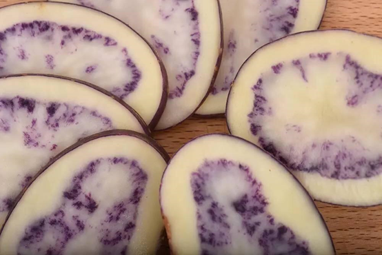 川滇明珠,会东特色农产品有哪些插图4 川滇明珠,会东特色农产品有哪些插图4