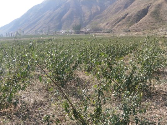 会东县老君滩乡插图1