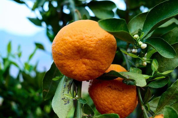 川滇明珠,一山分四季,十里不同天插图1 川滇明珠,一山分四季,十里不同天插图1