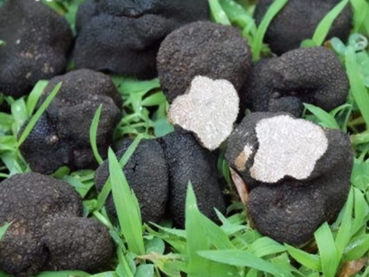 川滇明珠,康养会东插图3 川滇明珠,康养会东插图3