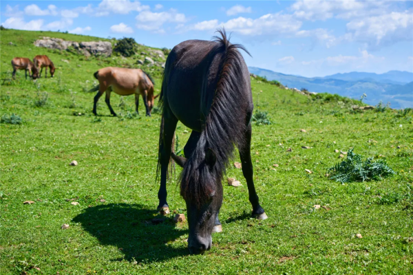 川滇明珠独特的少数民族民俗风情插图1 川滇明珠独特的少数民族民俗风情插图1