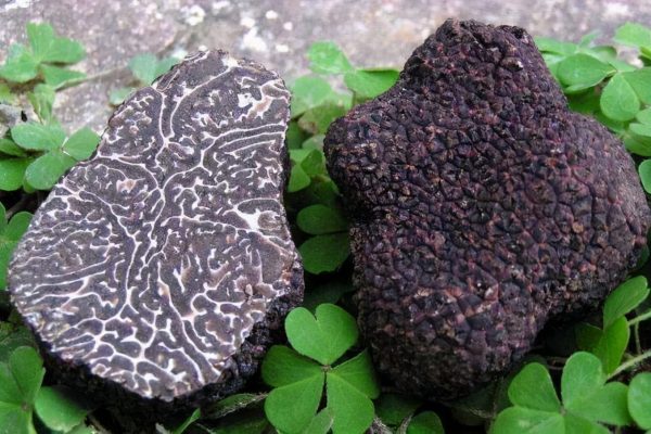 川滇明珠等你来插图2 川滇明珠等你来插图2