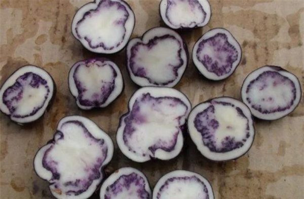 川滇明珠,康养会东插图4 川滇明珠,康养会东插图4