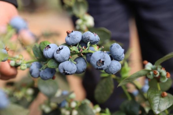 会东三家村草莓采摘园插图 会东三家村草莓采摘园插图