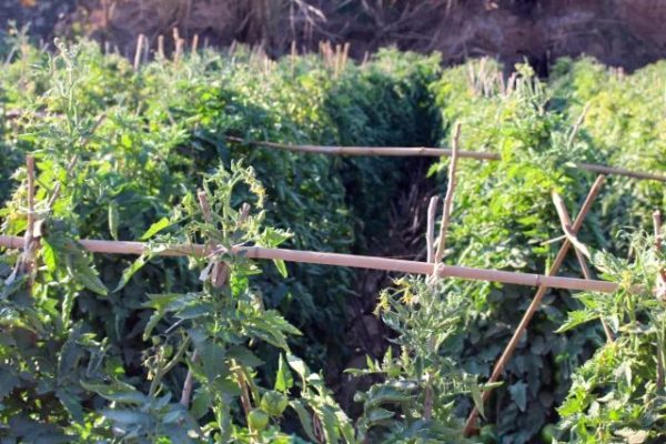 会东县大崇镇各大合作社插图