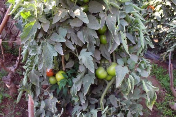 会东县大崇镇各大合作社插图1