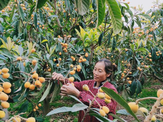 川滇明珠|会东县离云南近吗插图2 川滇明珠|会东县离云南近吗插图2