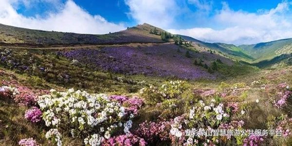 川滇明珠满山坡的索玛开了插图2