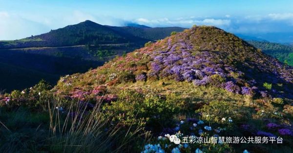 图片[7]-川滇明珠|金阳的索玛花开了-会东网