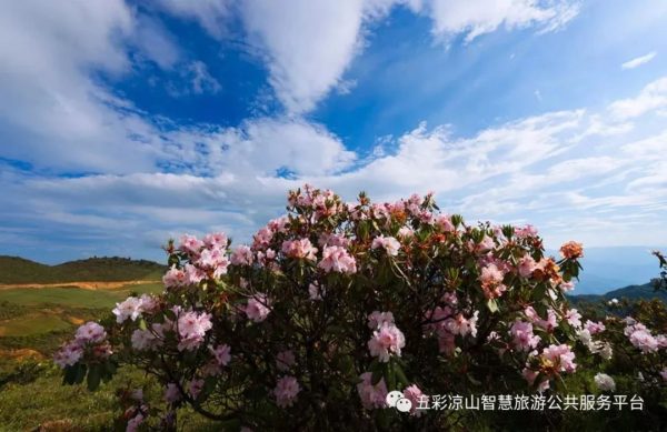 图片[10]-川滇明珠|金阳的索玛花开了-会东网