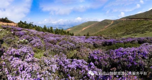 川滇明珠满山坡的索玛开了插图