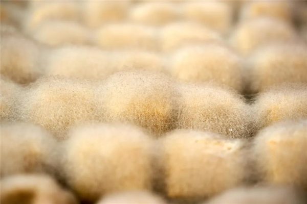 川滇明珠|会东县双黑节美食文化节2020插图22 川滇明珠|会东县双黑节美食文化节2020插图22