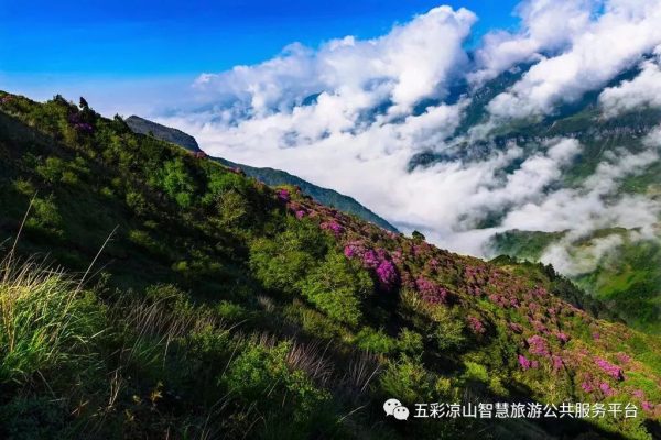 图片[16]-川滇明珠|金阳的索玛花开了-会东网