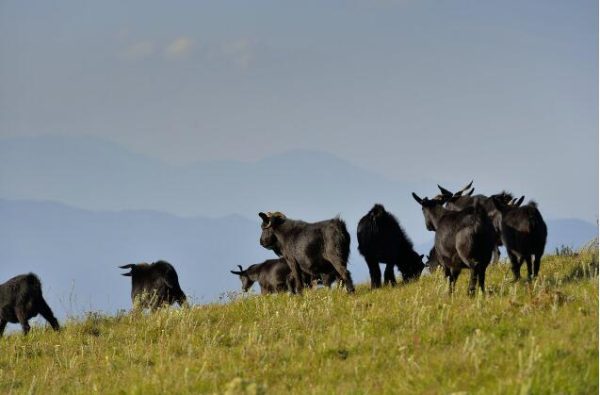 四川会东的特色插图4 四川会东的特色插图4