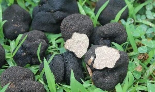 四川会东的特色插图6 四川会东的特色插图6