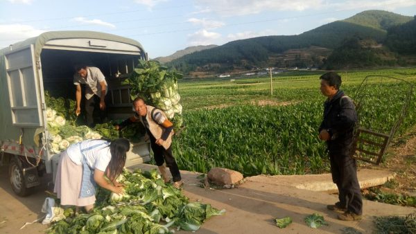 会东县堵格镇邮政编码插图