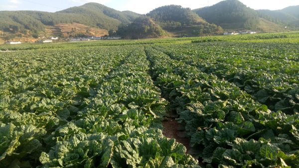 会东县堵格镇邮政编码插图1