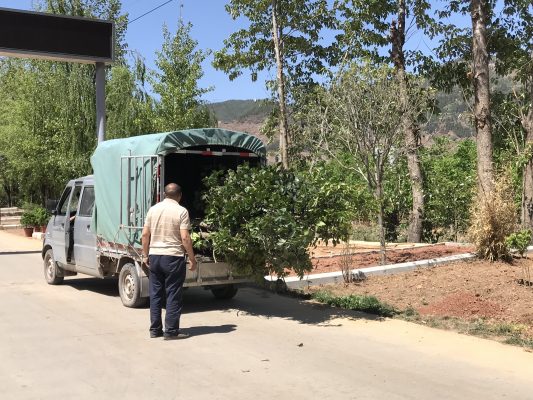 川滇明珠|四川会东县有多少人口插图 川滇明珠|四川会东县有多少人口插图