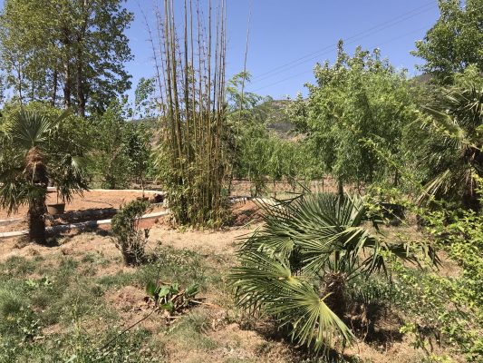 会东新街集镇一番乡村人居环境新景象插图2 会东新街集镇一番乡村人居环境新景象插图2